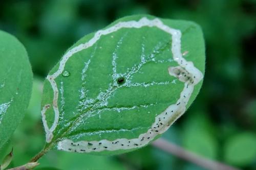 Aulagromyza hendeliana